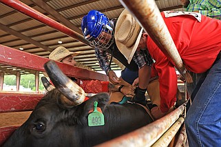 Jonathan Roman, wearing blue helmet, competes in the steer riding event at the Diamond State Rodeo in the Rock at the Arkansas state fairgrounds Sunday, April 28, 2024. (Arkansas Democrat-Gazette/Colin Murphey)